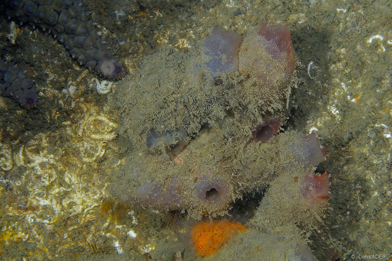 Ascidia-mentula-Belle ile Escorteur-11m-20160702-Denis-ADER-DSC_8601_tn.jpg
